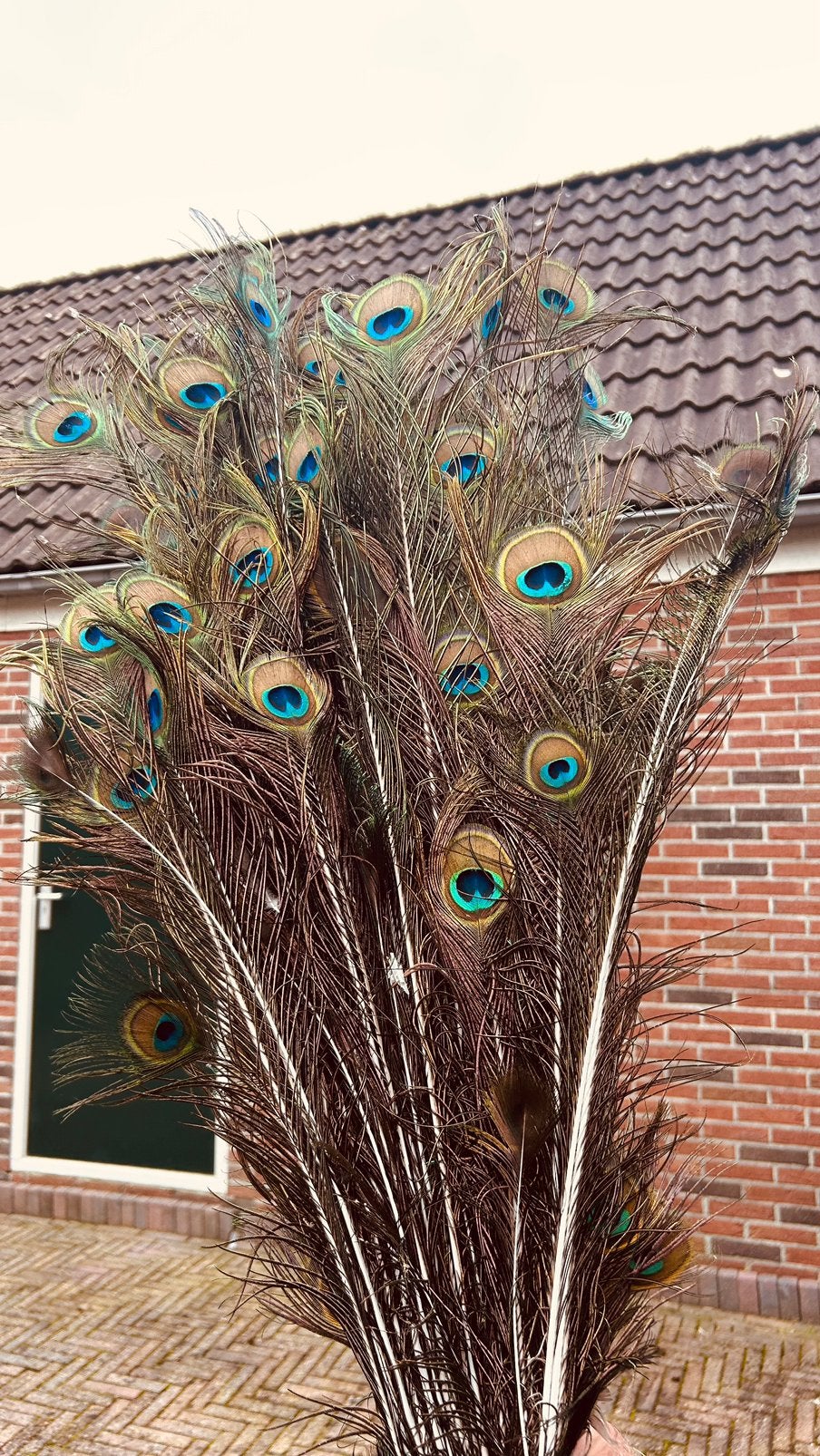 Pauwen veren, Ophalen of Verzenden, Zo goed als nieuw