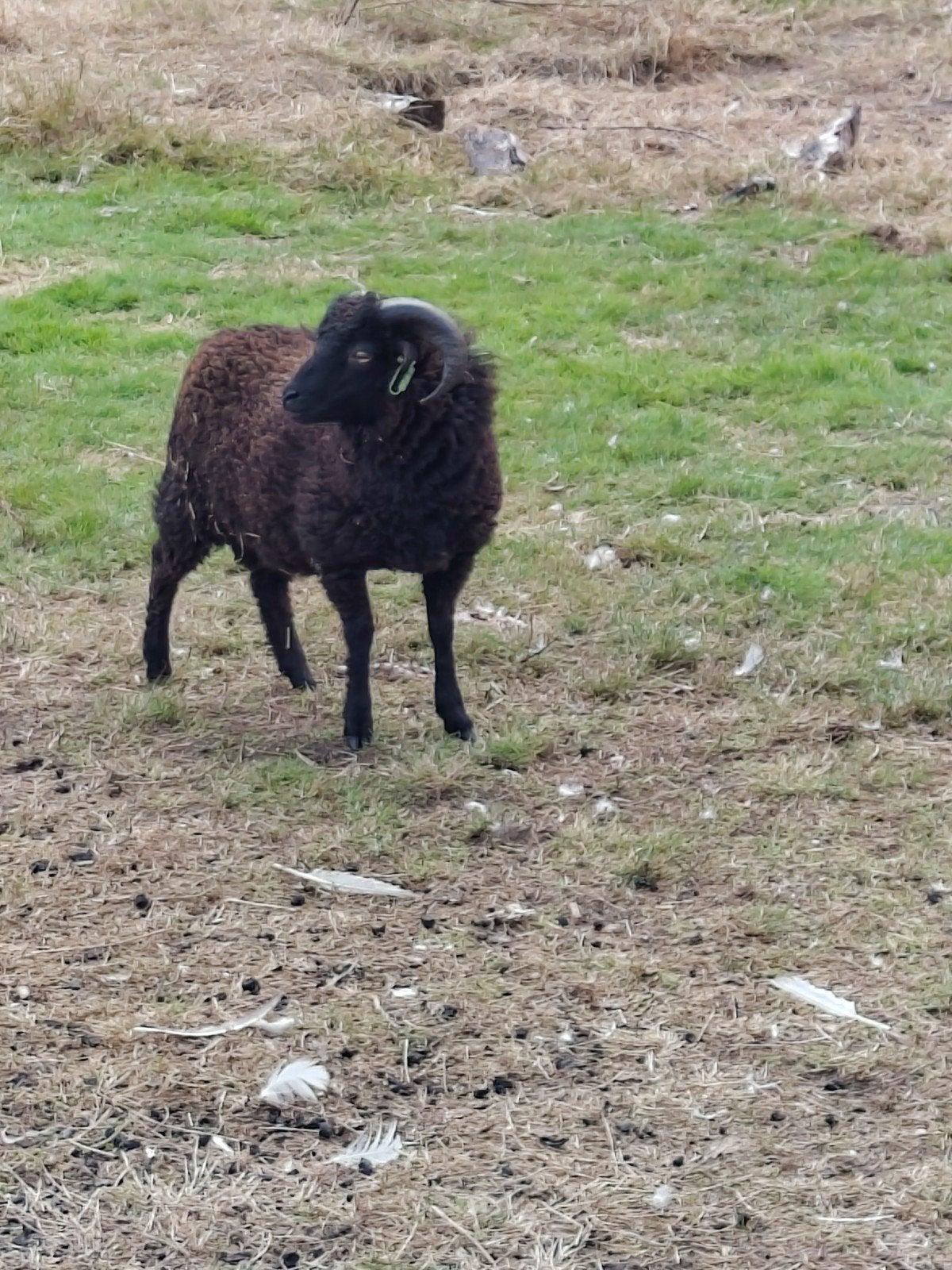 Ouessant stamboek ram dekram schaap, Mannelijk, Schaap