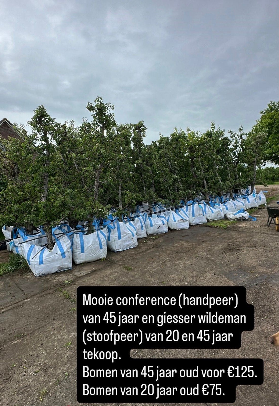 Perenbomen: Conference en Gieser Wildeman (stoofpe, Ophalen, Volle zon, Overige soorten