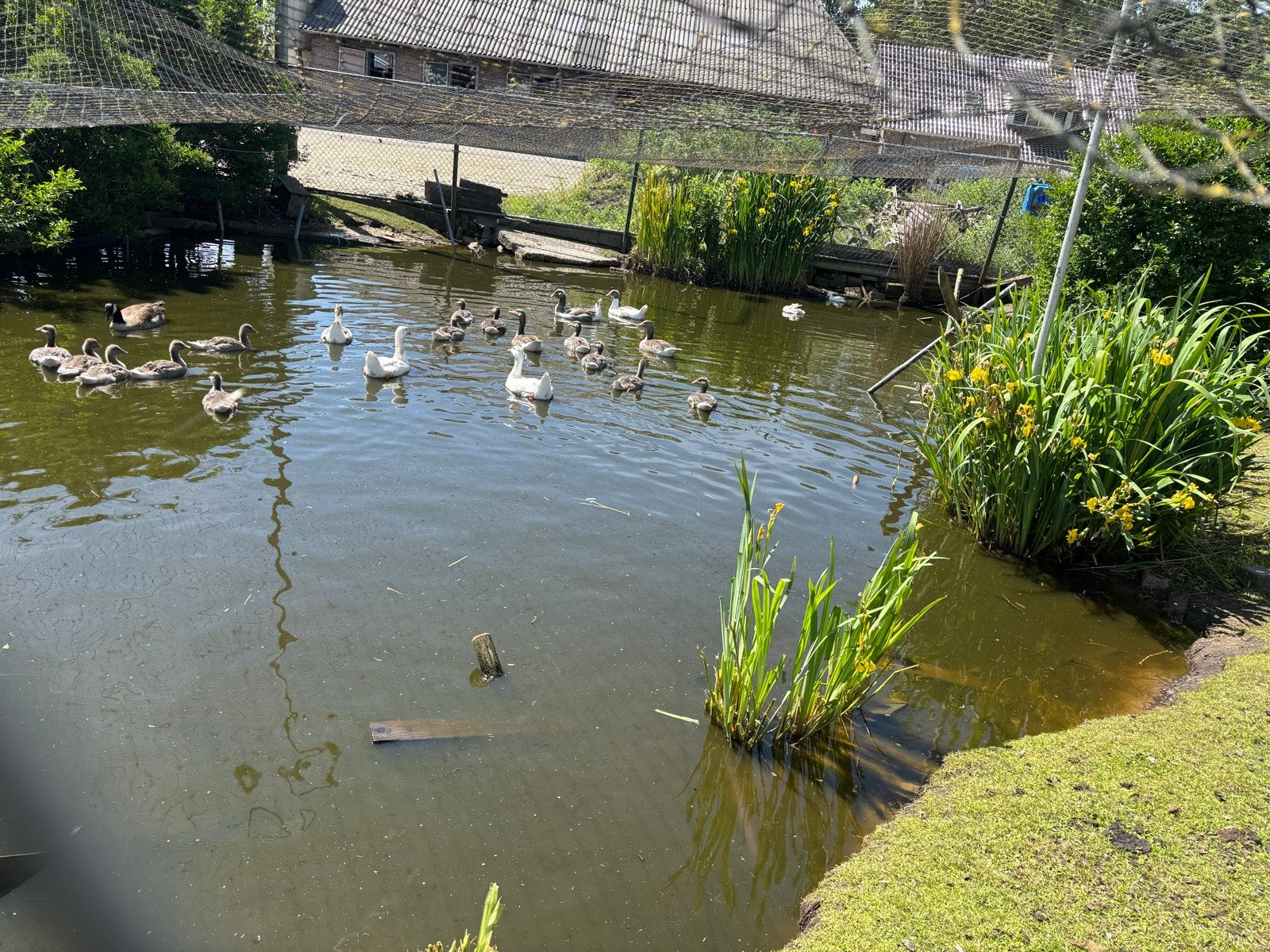Te koop: tamme ganzen, Meerdere dieren, Gans of Zwaan