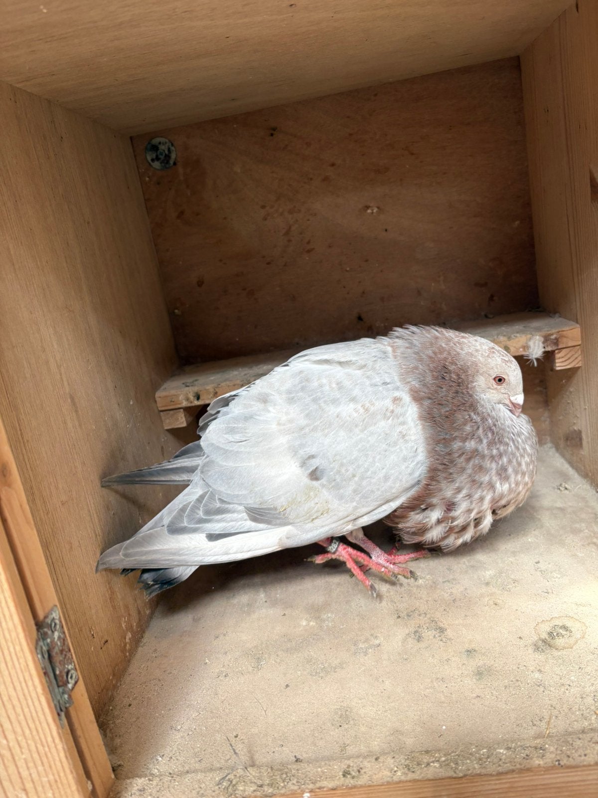 Gaditano, Dieren en Toebehoren, Vogels | Duiven, Mannelijk, Kropper