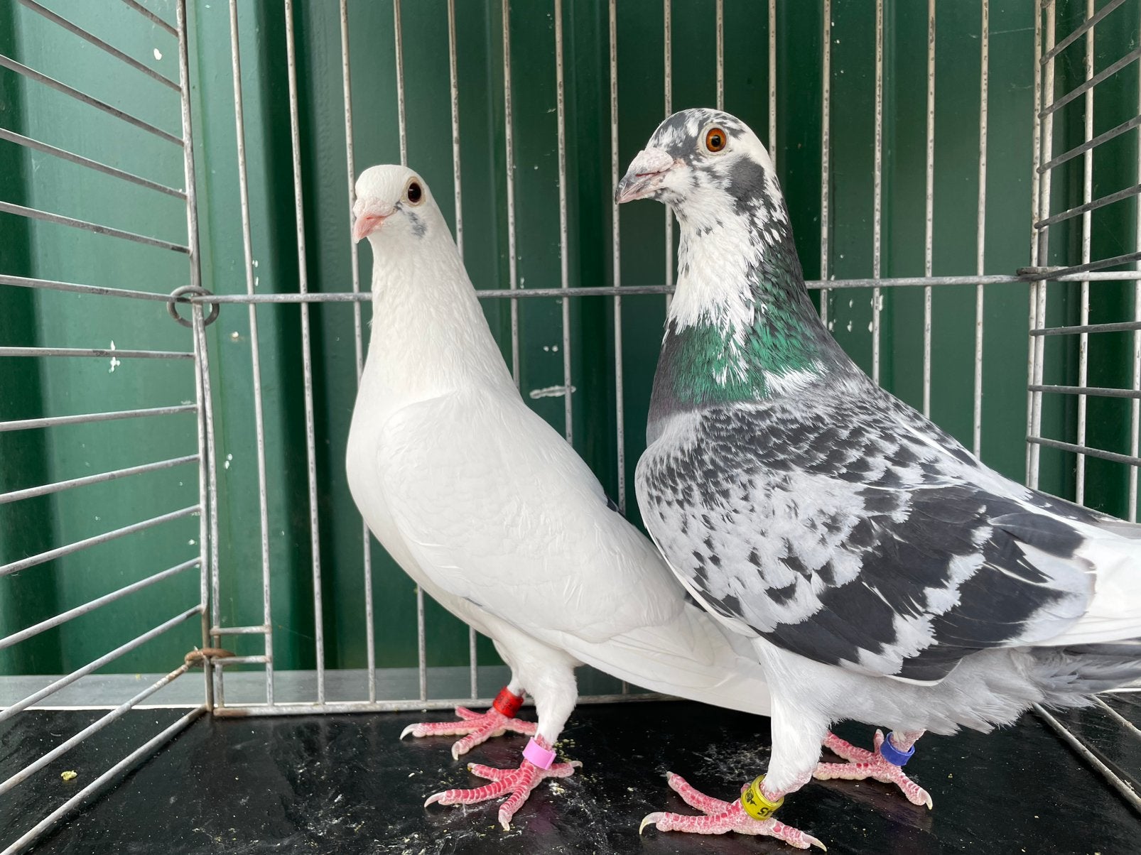 Koppel Bonte Postduiven, Dieren en Toebehoren, Vogels | Duiven, Meerdere dieren, Overige soorten