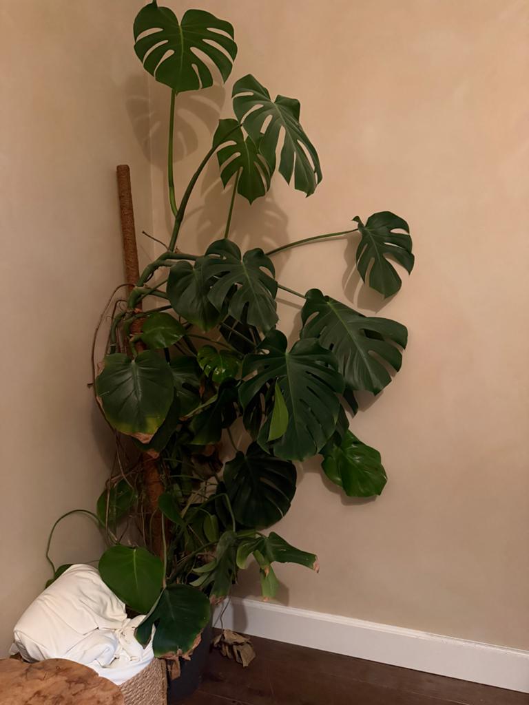 Grote Monstera Deliciosa XL  - Kamerplant 2 meter, Ophalen, 200 cm of meer, Overige soorten, Halfschaduw