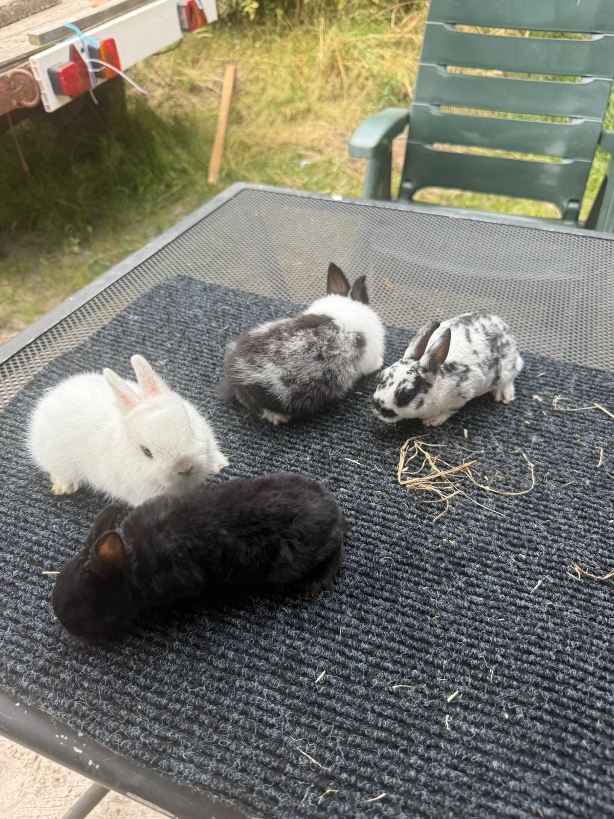 Jonge dwergkonijnen handtam, Dieren en Toebehoren, Meerdere dieren, Dwerg