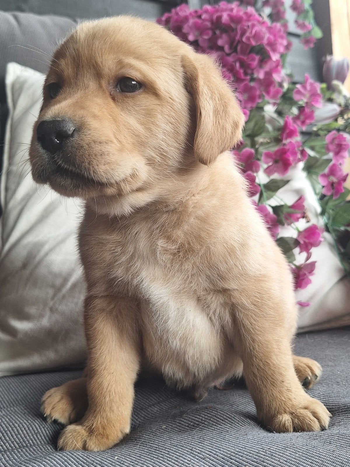 Labrador pups raszuiver fox red/blond Ouders getest hd ed, 8 tot 15 weken, Meerdere, Meerdere dieren, Nederland