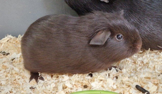 cavia beertje, Dieren en Toebehoren, Cavia, Mannelijk, Tam, September