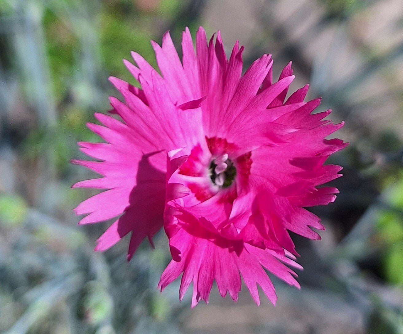 Dianthus plumarius 'Lentevreugde', Ophalen of Verzenden, Volle zon