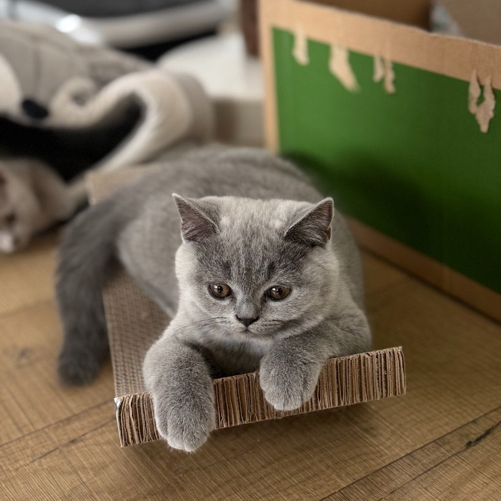 Prachtige Britse Korthaar kittens – lief & sociaal, Meerdere dieren, Ontwormd, 0 tot 2 jaar