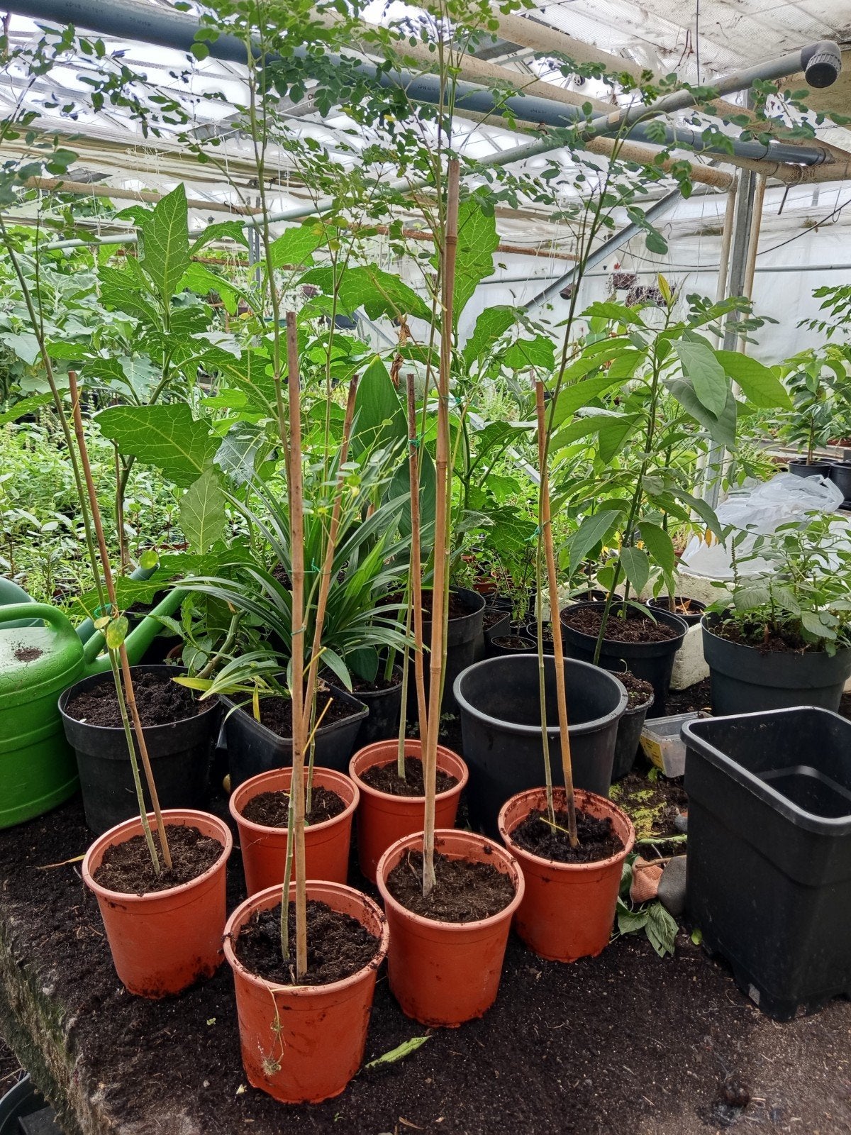 Moringa planten in de aanbieding 5,00 euro per stuk., Ophalen of Verzenden, Volle zon, Overige soorten, Minder dan 100 cm