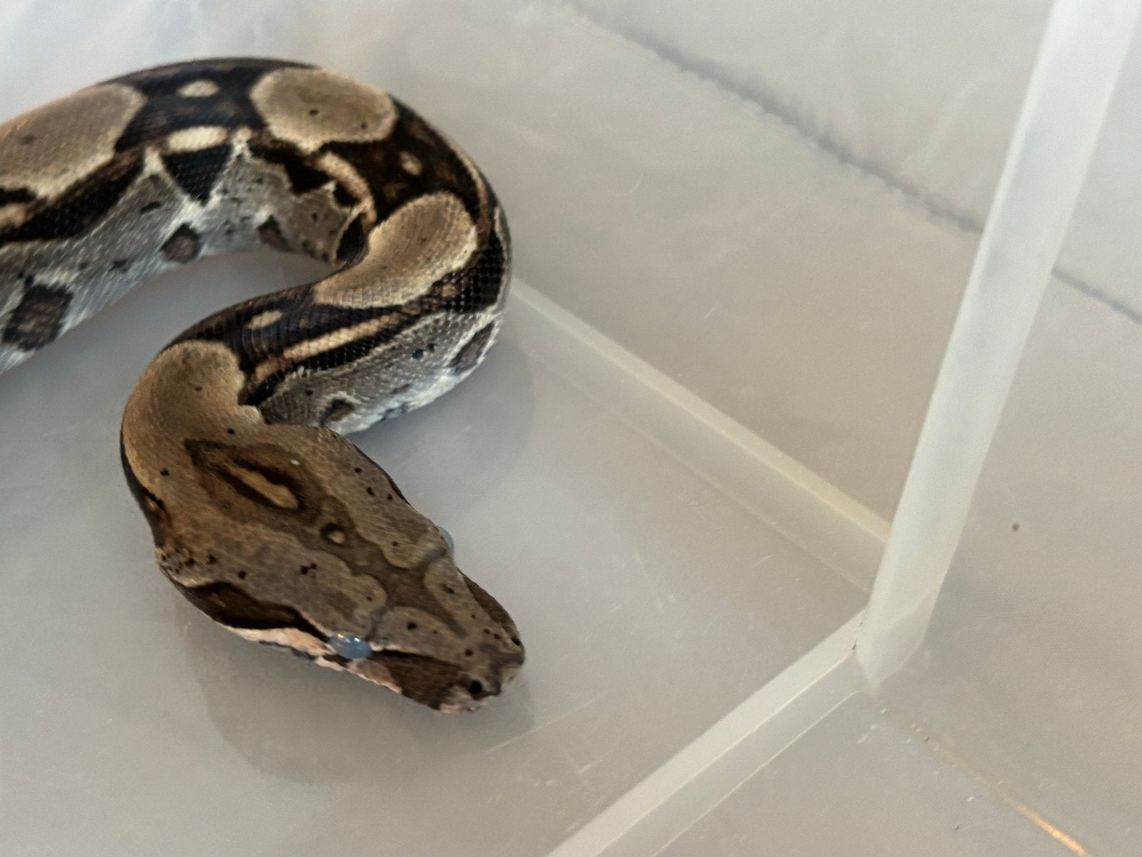 Zeer mooie boa man Boa Constrictor photo 4