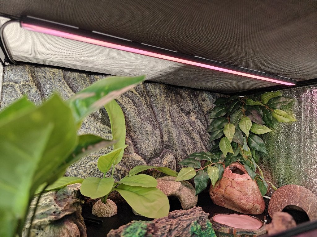 Luipaard gekko inclusief terarrium Leopard Gecko photo 16