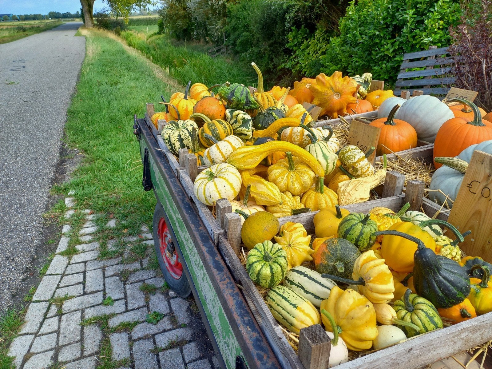 pompoenen en kalebassen, Tuin en Terras, Overige Tuin en Terras, Ophalen