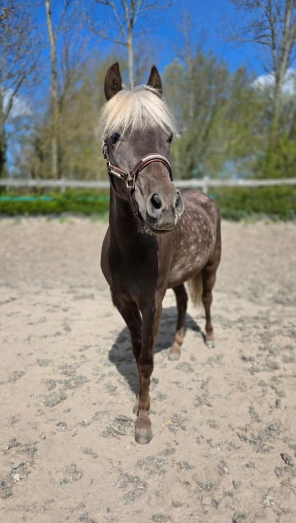 2 prachtige mini paardjes,  mennen, zadelmak, Dieren en Toebehoren, Pony's, Met stamboom, Zadelmak, A pony (tot 1.17m), 3 tot 6 jaar
