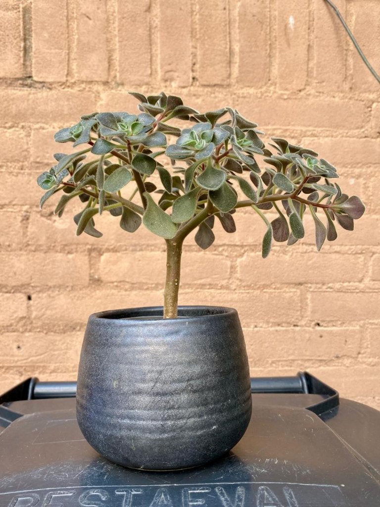 Aichryson laxum Tree of Love kamerplant bonsai-stijl, Huis en Inrichting, Ophalen, Vetplant, Halfschaduw, In pot