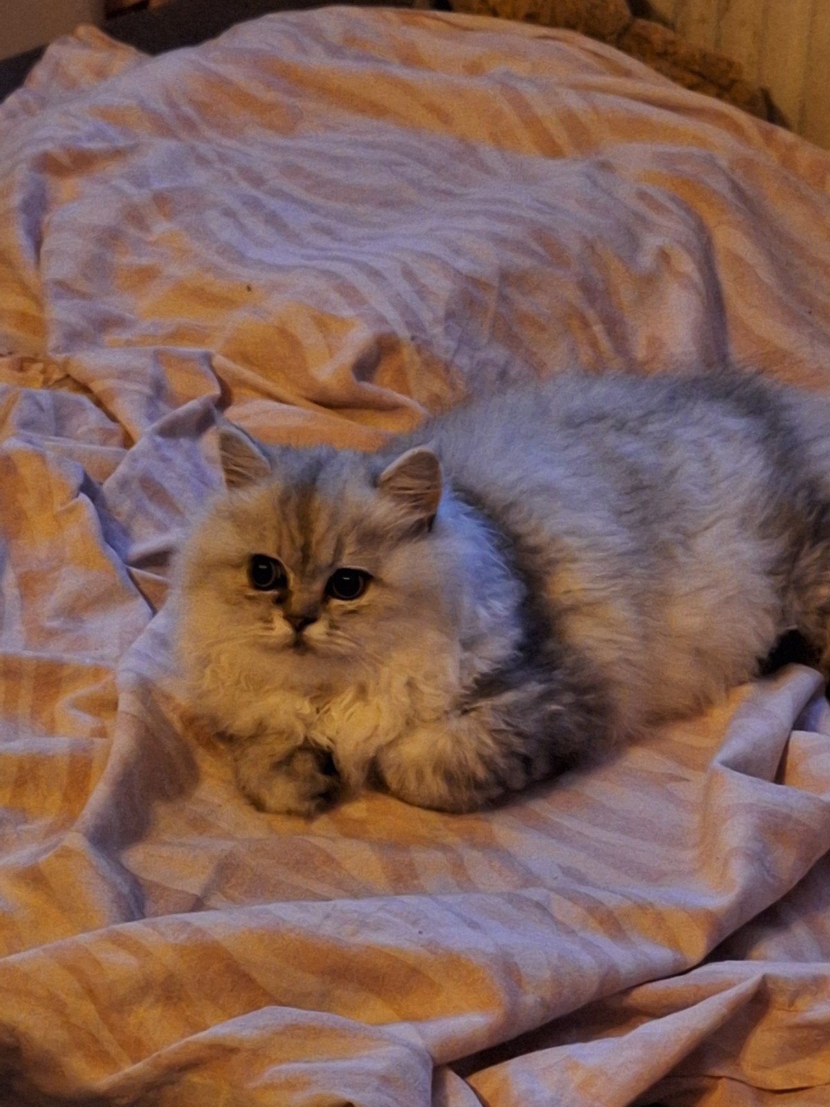 Britse langhaar kitten, Dieren en Toebehoren, Meerdere dieren
