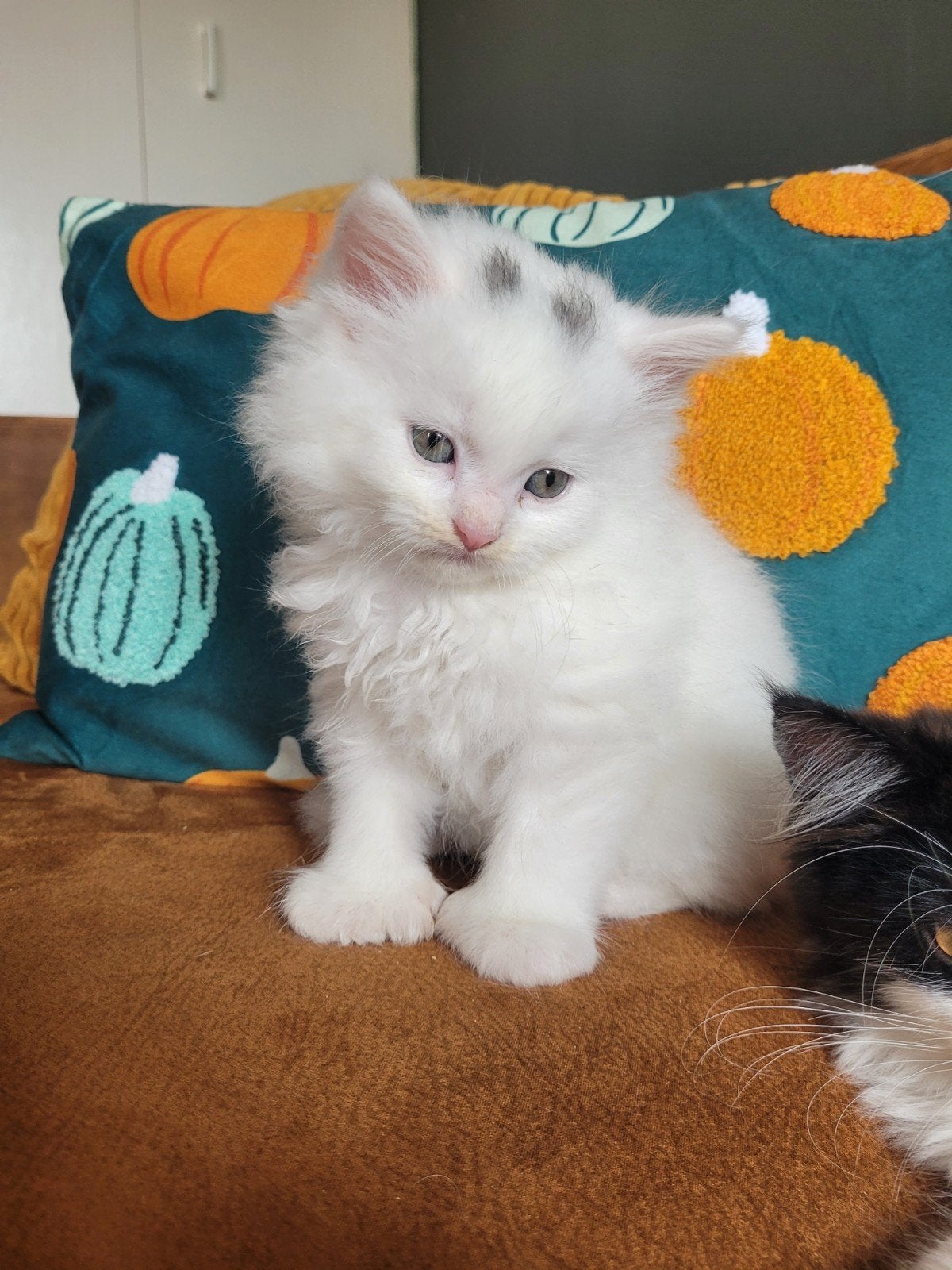Geweldige 100%  Maine Coon kittens Polydactyl, Dieren en Toebehoren, Katten en Kittens | Raskatten | Langhaar, Meerdere dieren