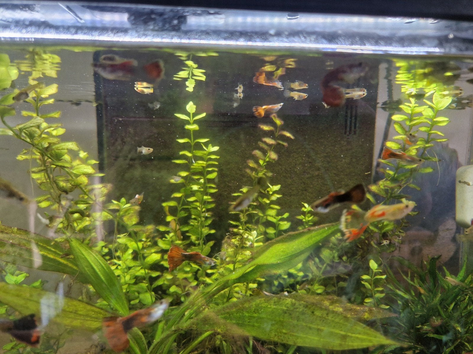 bijzonder mooie gekleurde guppies te koop, Vis, Zoetwatervis, Schoolvis