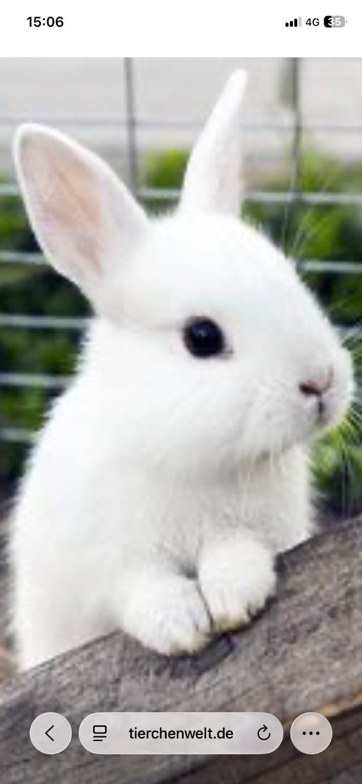 Konijnen buitenhok, Meerdere dieren