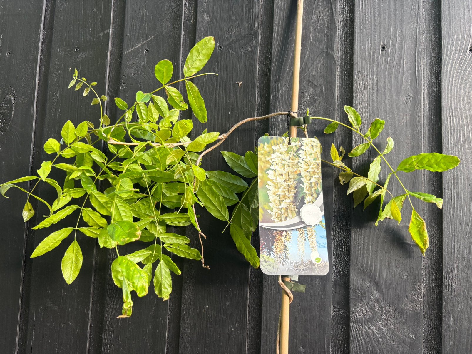 Wisteria, Ophalen, Vaste plant, Klimplanten, Halfschaduw