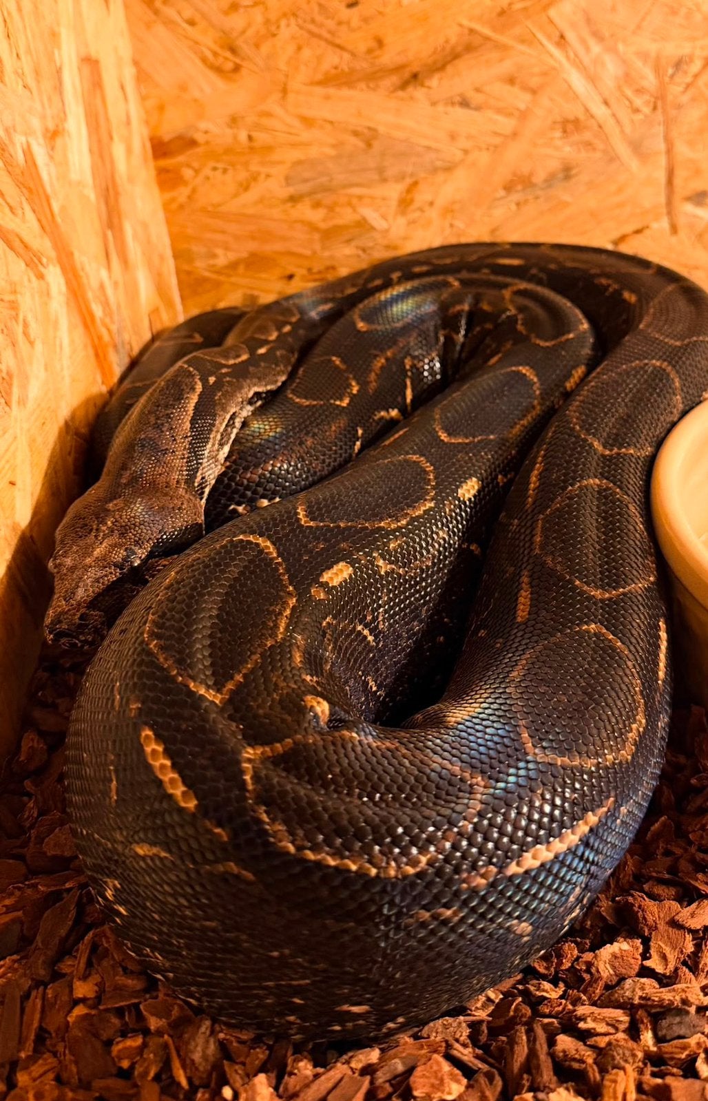 Mooie donkere boa imperator 0.1 Boa Constrictor - female for sale from Theo