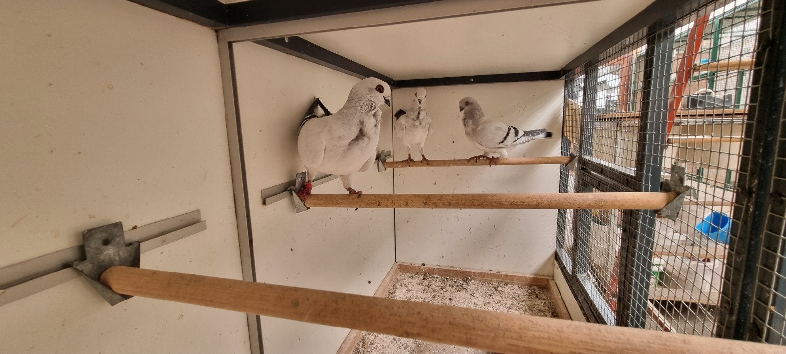 Figurita meeuwtjes 2026, Dieren en Toebehoren, Meerdere dieren, Overige soorten