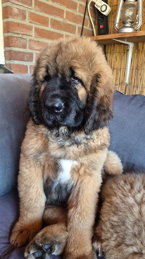 Mooie grote pups, Overige rassen, 8 tot 15 weken, Parvo, Meerdere