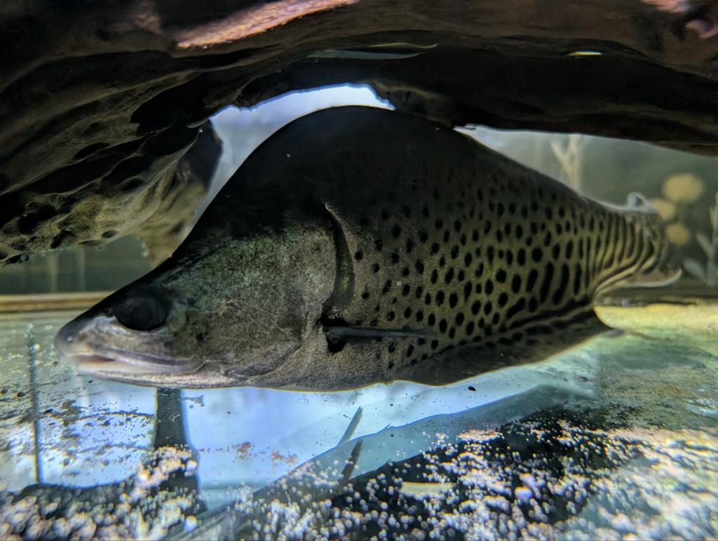 Grote Royal knifefish Chitala blanci/Clown Featherback 45cm, Vis, Zoetwatervis