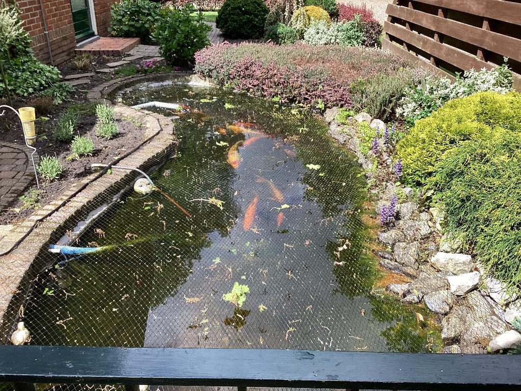 Vijvervissen en koi ‘s, Dieren en Toebehoren, Vissen | Vijvervissen, Karper of Koi