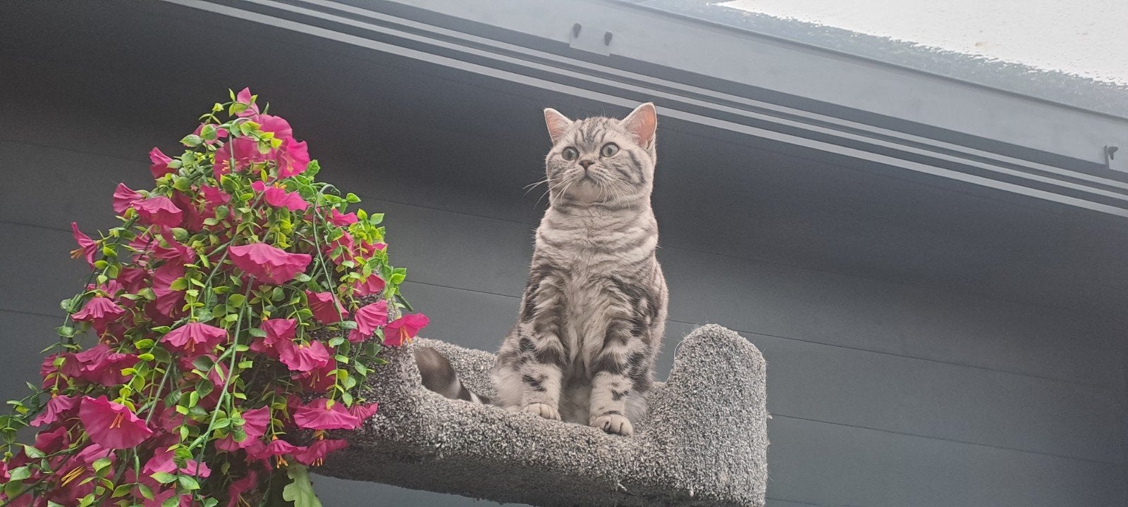 Brits korthaar kater met spoed, Dieren en Toebehoren, Kater, Met stamboom, 0 tot 2 jaar