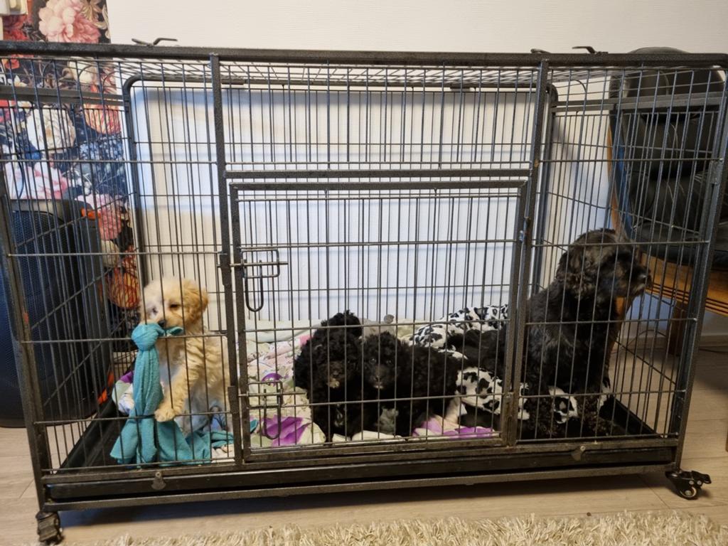 Cavapoo pups, Dieren en Toebehoren, 8 tot 15 weken, Parvo, Meerdere, Meerdere dieren