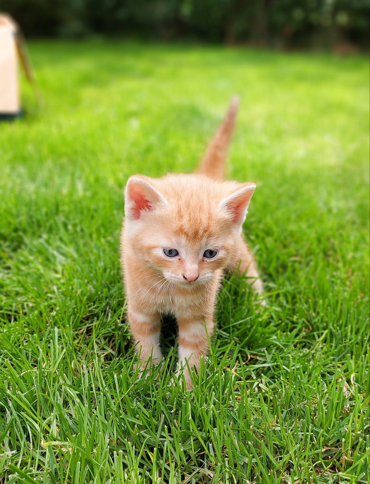 Lieve kittens te koop!, Dieren en Toebehoren, Katten en Kittens | Overige Katten, Meerdere dieren