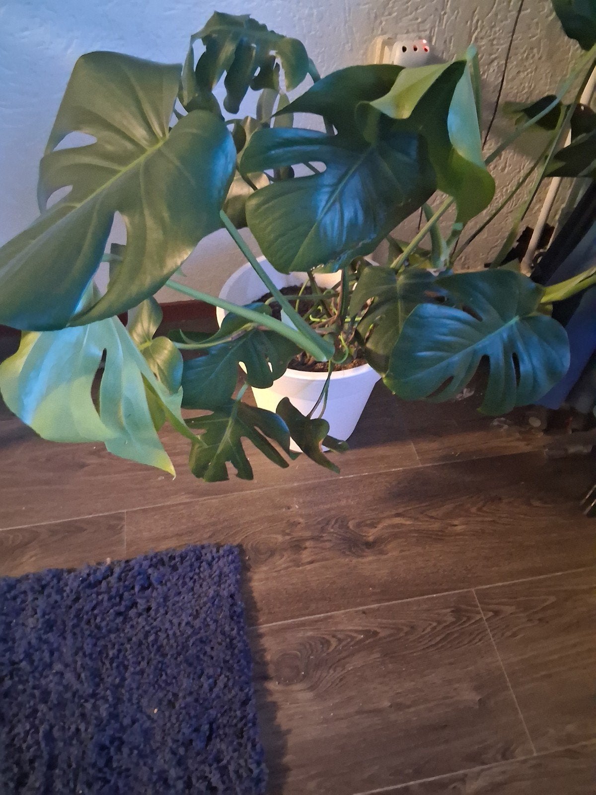 Grote Monstera Deliciosa - Kamerplant, Huis en Inrichting, Kamerplanten, 100 tot 150 cm, Overige soorten, In pot, Groene kamerplant