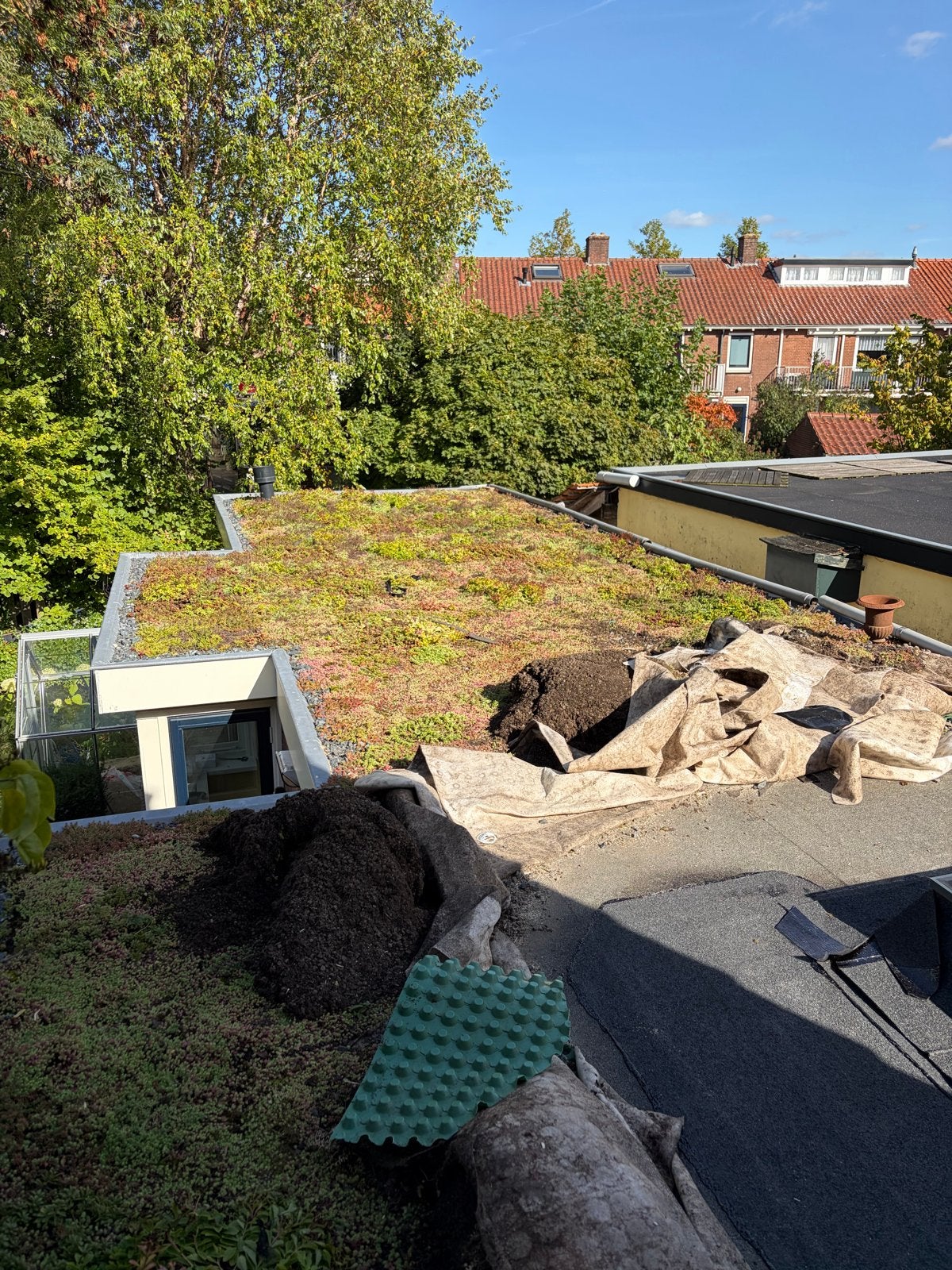 Sedum, Ophalen, Overige kleuren, Overige materialen, 15 m² of meer