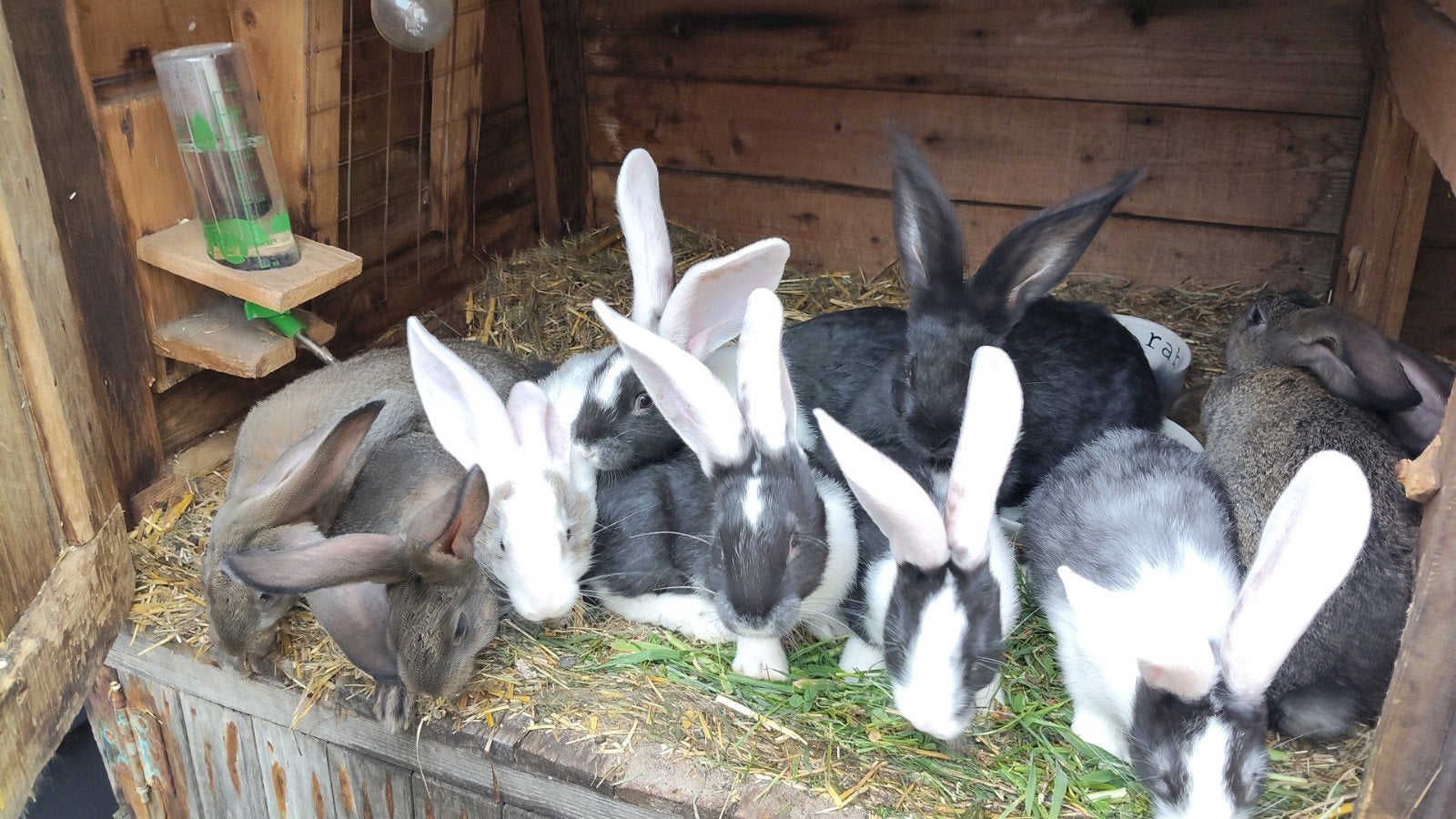 Vlaamse Reus x Lotharinger, Dieren en Toebehoren, Meerdere dieren, Groot, 0 tot 2 jaar