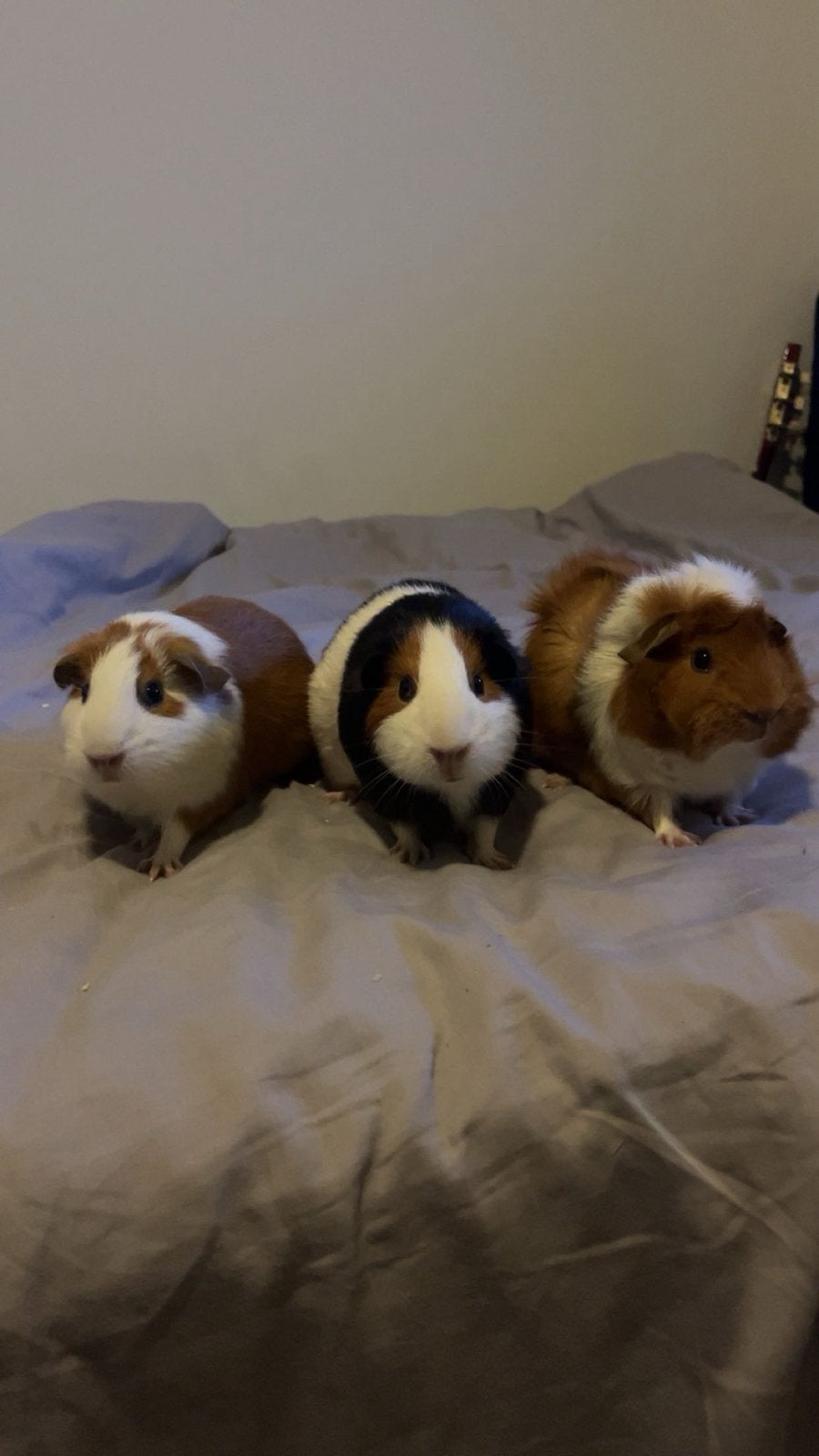 3 lieve cavia meisjes tekoop, Cavia, Vrouwelijk, Tam, September