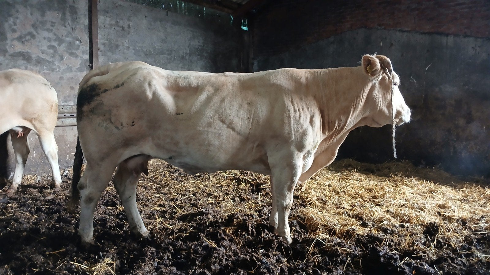 zware blonde koe en blonde koe met stierkalf, Dieren en Toebehoren, Mannelijk