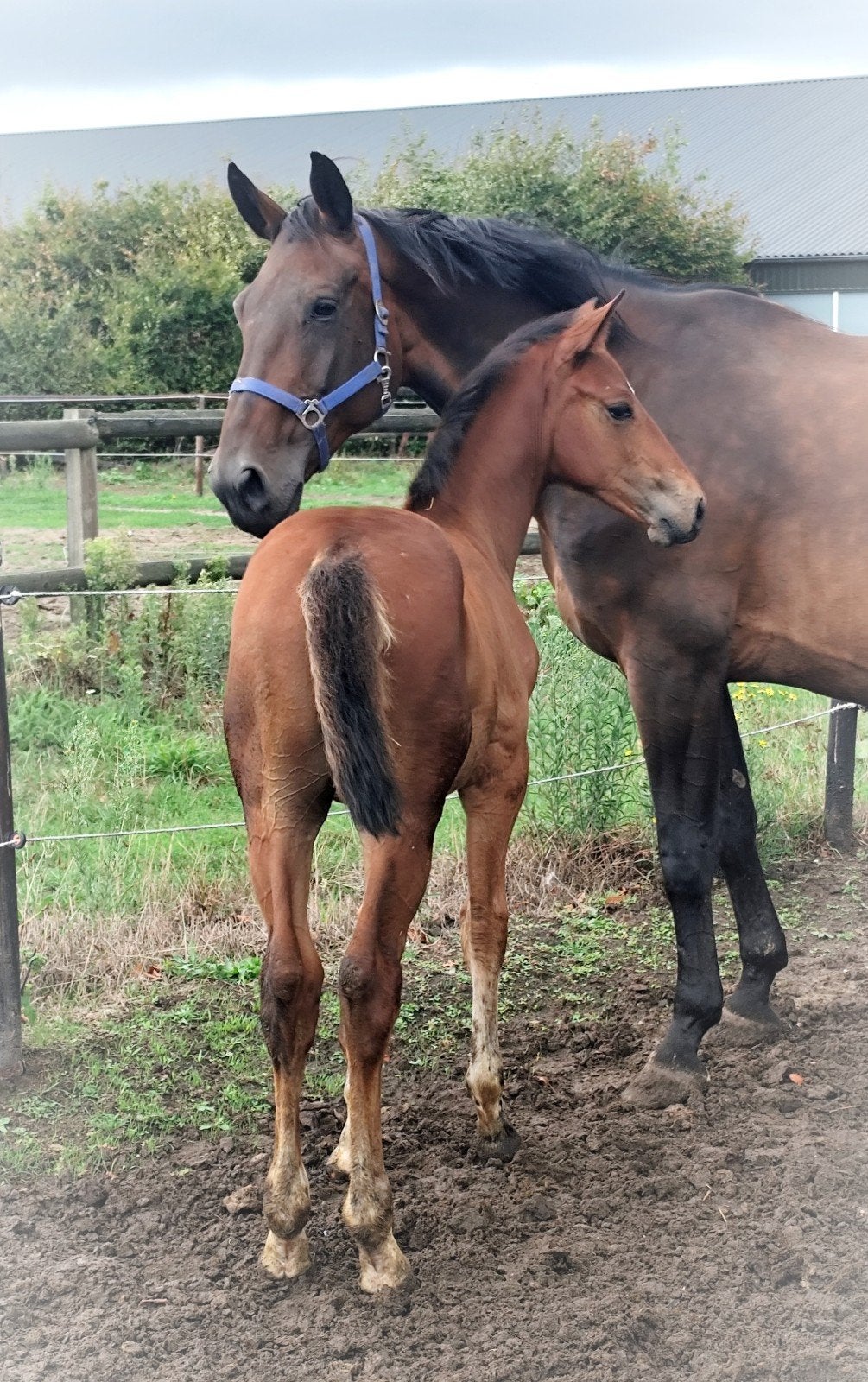 Zeer beloftevol springveulen Django Z!️, Springpaard, Met stamboom, 0 tot 2 jaar, Hengst