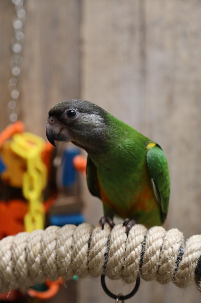 Jonge Baby Bonte boeren | Handtam | getest, Dieren en Toebehoren, Meerdere dieren, Papegaai, Pratend