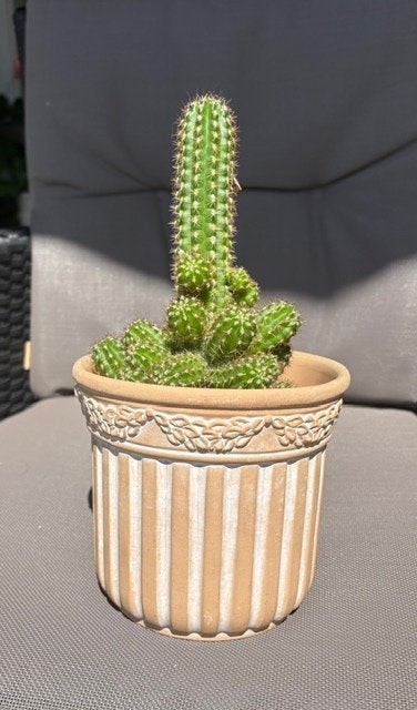 Cactus, Tuin en Terras, Planten | Tuinplanten, Ophalen, Overige soorten, Volle zon