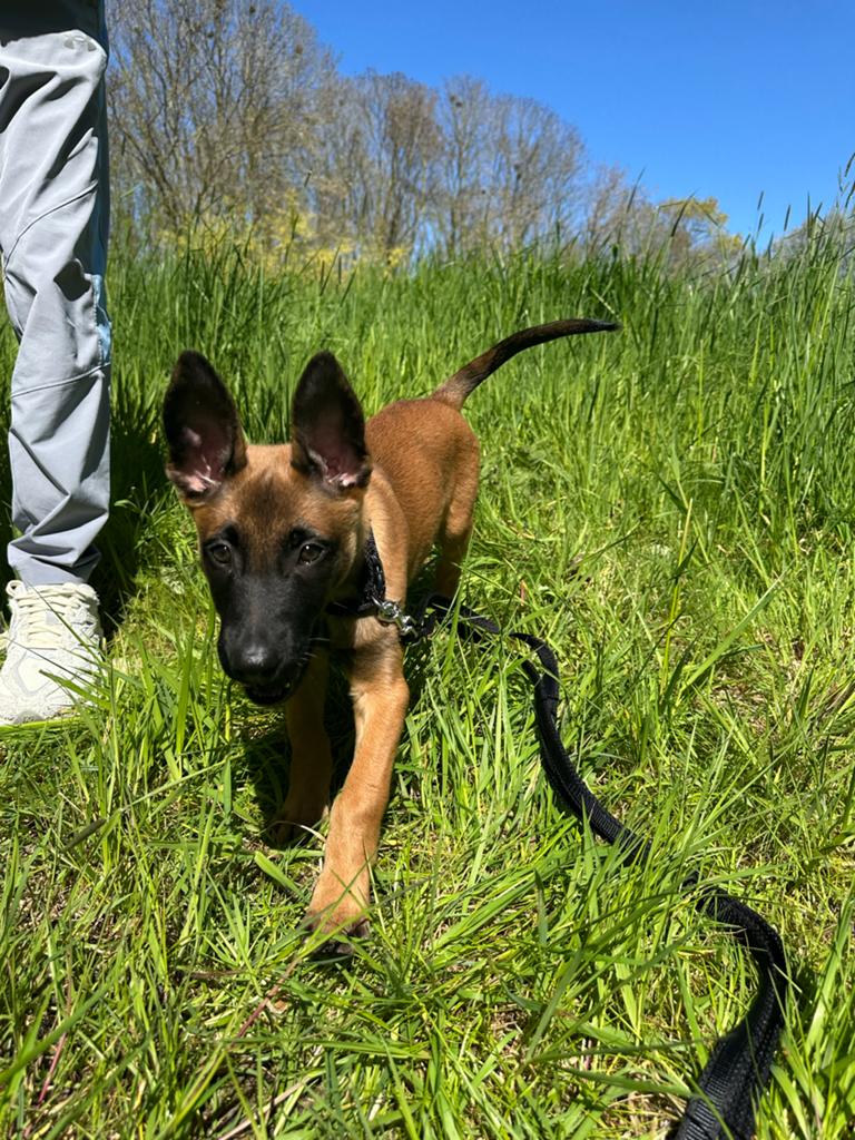Gezocht mechelse herder pup uit werklijn met stamboom, Nederland, Reu, 8 tot 15 weken, Parvo