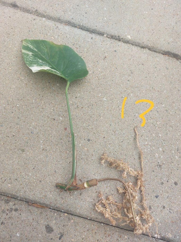 Monstera variegata stek nr13, Huis en Inrichting, Kamerplanten, Overige soorten, Minder dan 100 cm, Groene kamerplant, Halfschaduw