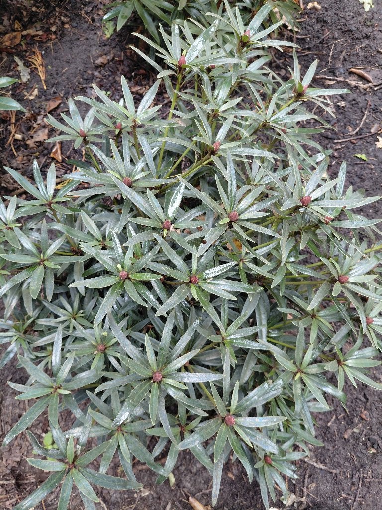 rhododendron, Ophalen, Vaste plant, Overige soorten, Halfschaduw