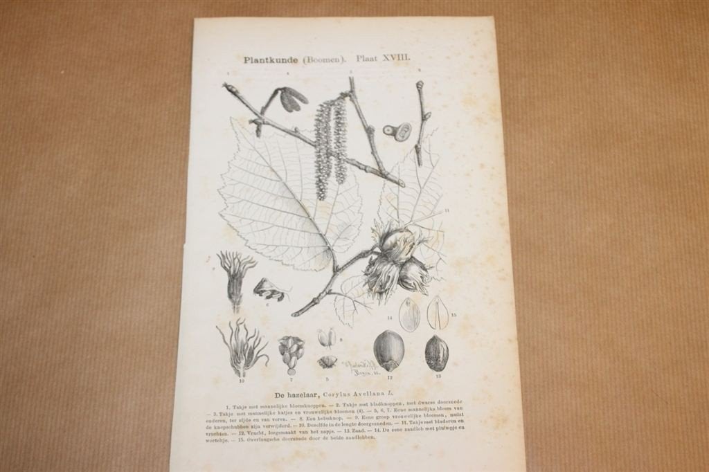 Antieke botanische prent - Hazelaar - 1875 !!, Verzamelen, Ophalen of Verzenden, Voor 1940, Gebruikt, Overige onderwerpen
