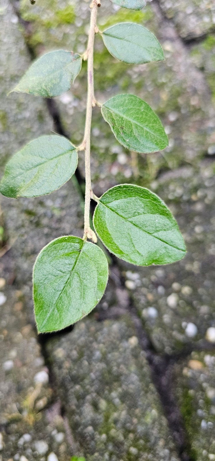 Dwergmispel (Cotoneaster franchetii), Ophalen of Verzenden, Overige soorten, Struik, Minder dan 100 cm
