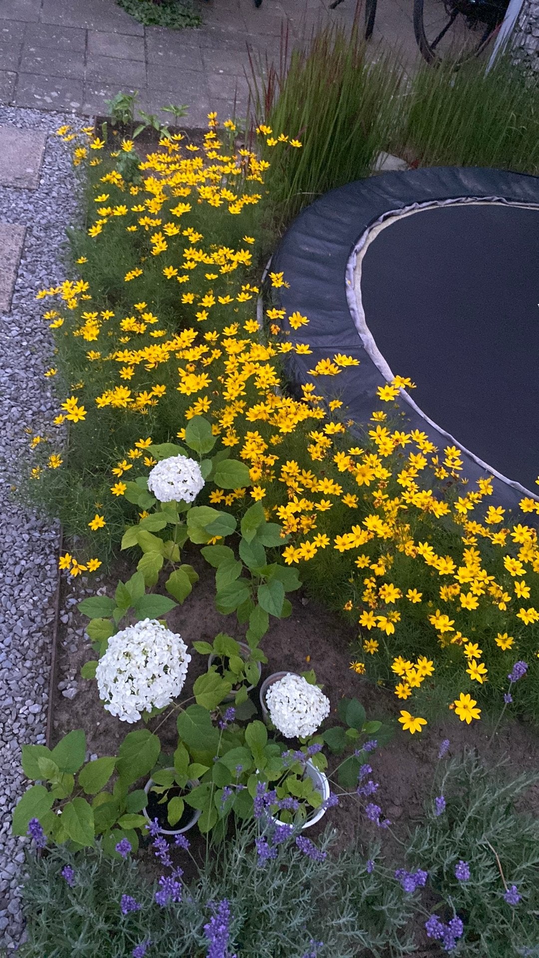 De Coreopsis verticillata Moonbeam of Meisjesogen a € 1,50, Tuin en Terras, Planten | Tuinplanten, Volle zon, Vaste plant, Zomer