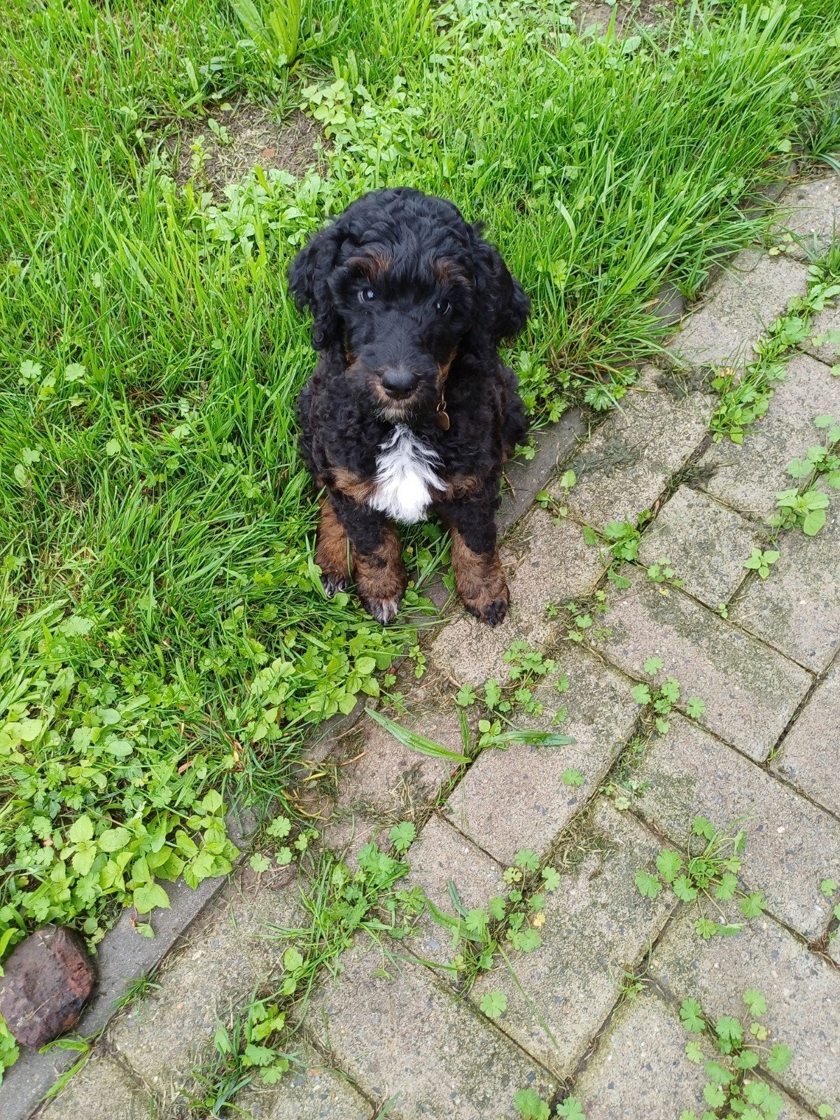 Konings poedelpups met FCI-stamboom, Poedel, CDV (hondenziekte), 8 tot 15 weken, Meerdere