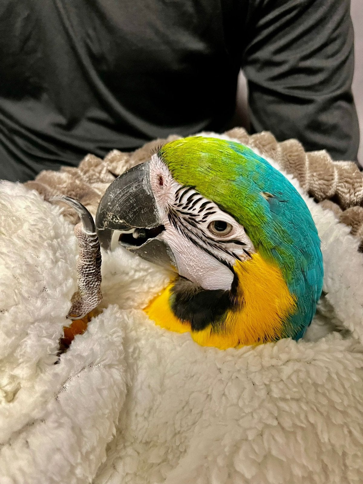 Lieve Blauwgele Ara 2 jaar, Mannelijk, Papegaai, Pratend