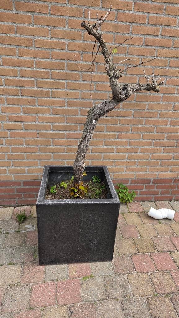 Bloembak - Vierkant, Tuin en Terras, Bloembakken en Plantenbakken, Ophalen, Overige materialen, Gebruikt, Vierkant