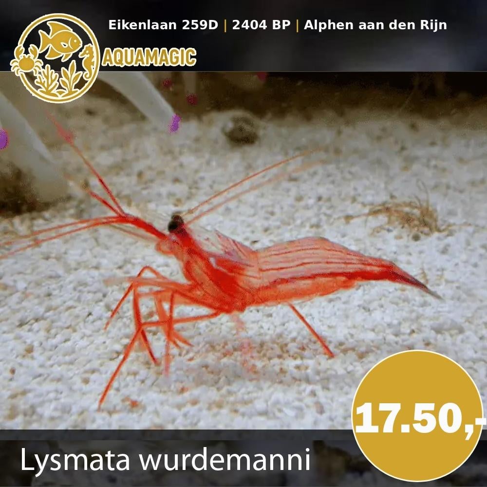 lysmata wurdemani, Kreeft, Krab of Garnaal, Zoutwatervis
