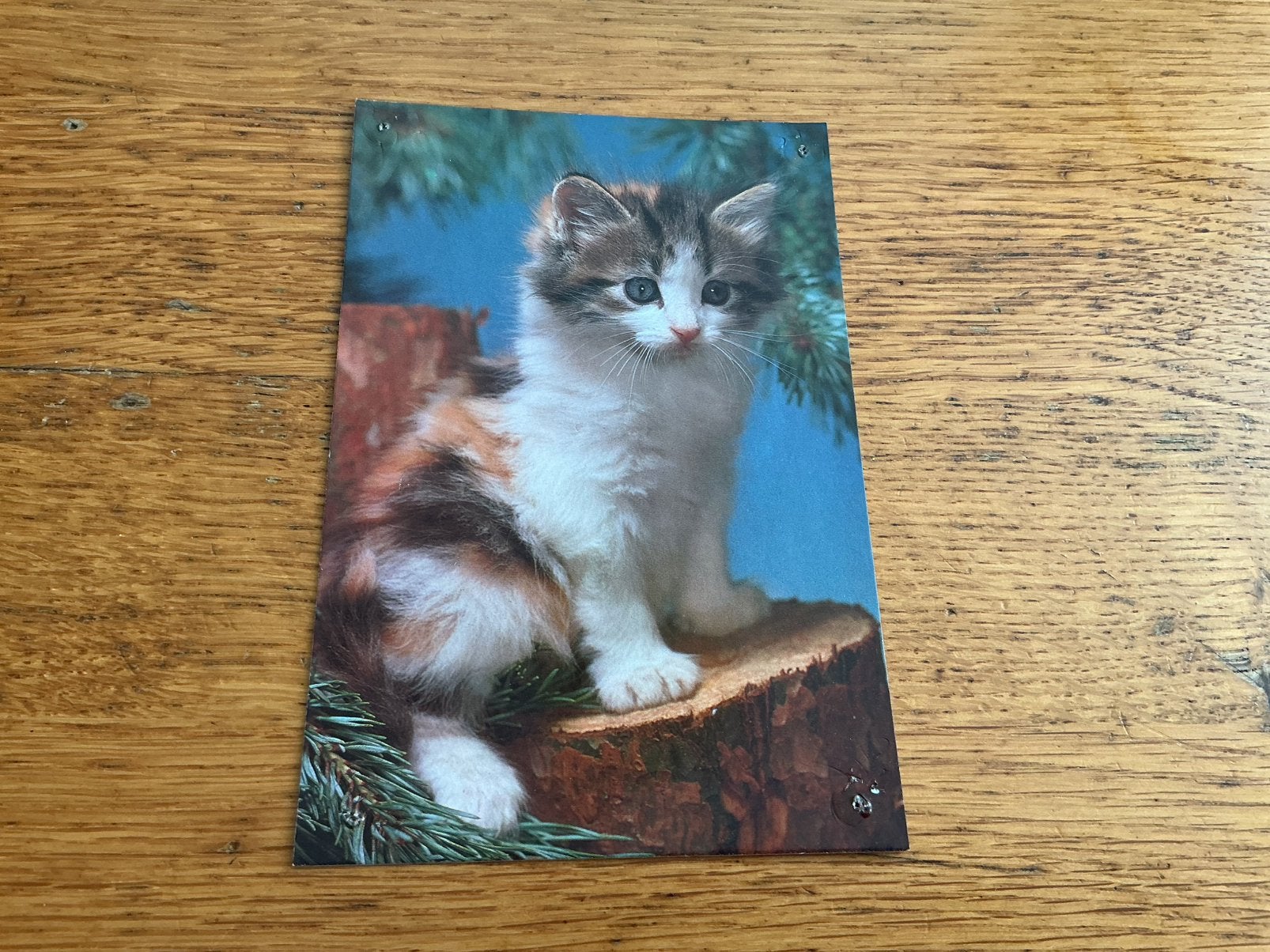 V690 poes, Verzamelen, Ophalen of Verzenden, Hond of Kat